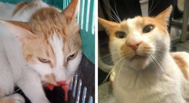 Öğrencilerin gözü önünde kediyi 5. kattan itti. Kedi Eros'un yankısı sürerken. Bu nasıl hoca - Resim: 12